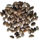 Artichoke seeds — Organic, Non-GMO Seeds | Native Indian Organics