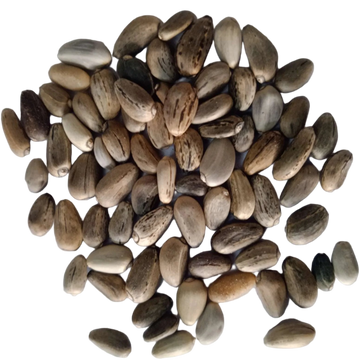 Artichoke seeds — Organic, Non-GMO Seeds | Native Indian Organics
