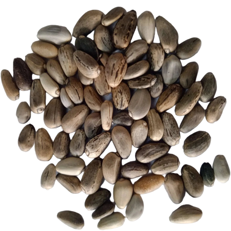 Artichoke seeds — Organic, Non-GMO Seeds | Native Indian Organics