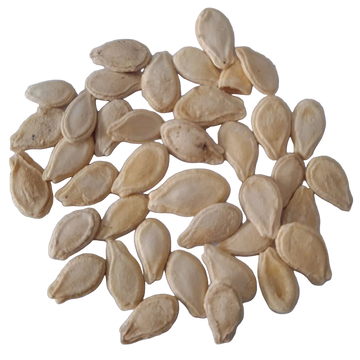 Ash Gourd Seeds — Fast-growing, Organic seeds pack | Native Indian Organics | Pumpkin seeds 