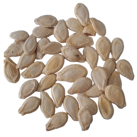 Ash Gourd Seeds — Fast-growing, Organic seeds pack | Native Indian Organics | Pumpkin seeds 
