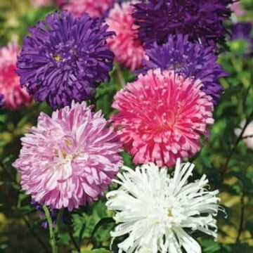 Aster flower and Duchess Formula Mix — Non-GMO, Aromatic seed pack | Native Indian Organics