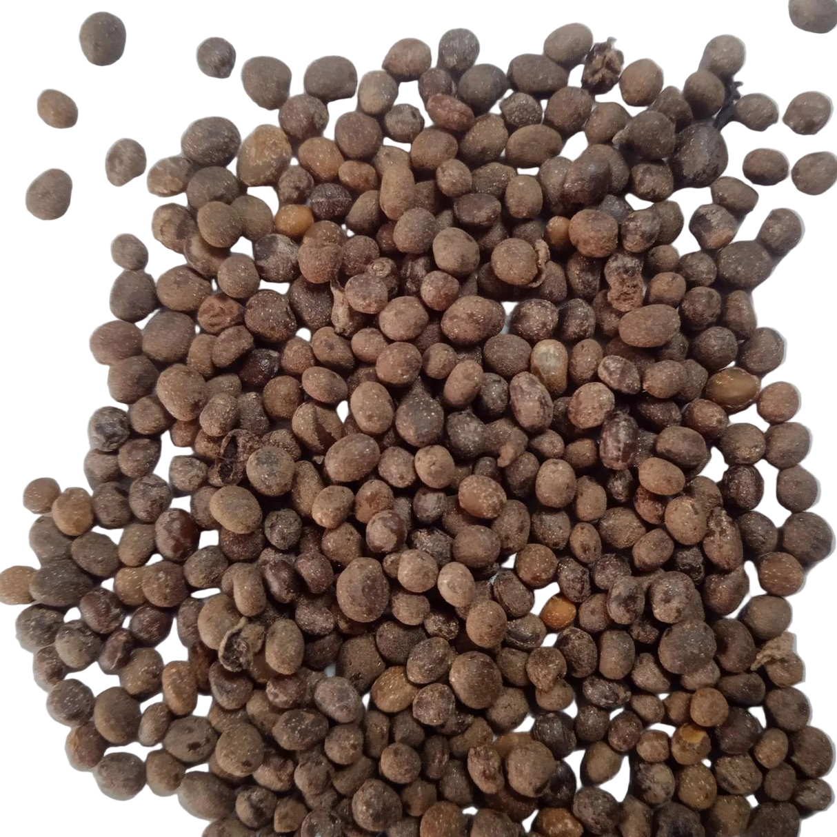 Balsam Tom Thumb Mix flower seeds - Fast-growing and Colourful seeds | Native Indian Organics