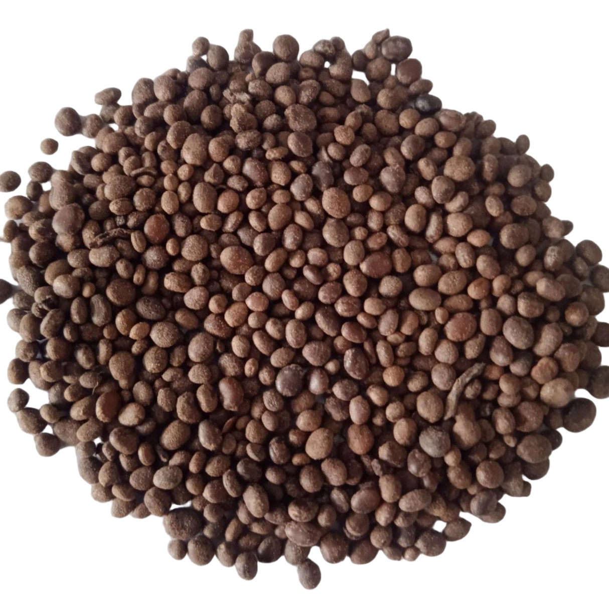 Balsam Tom Thumb Mix flower seeds - Fast-growing and Colourful seeds | Native Indian Organics