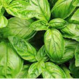 Basil seeds — Heirloom, Native seed pack | Native Indian Organics