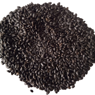 Seeds of Basil Microgreen - organic and Non- GMO seeds | Native Indian Organics