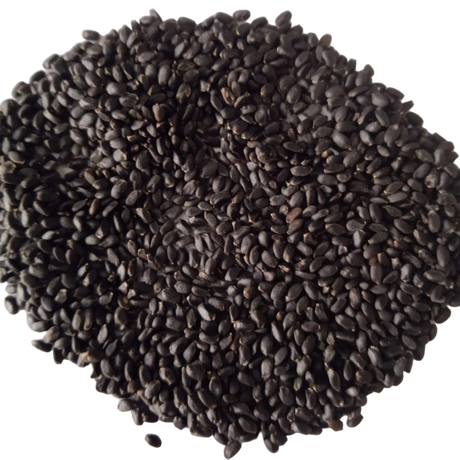 Seeds of Basil Microgreen - organic and Non- GMO seeds | Native Indian Organics