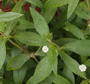 Bhringraj Plant Seeds- Organic Bhringraj Seeds for Planting for Gardens | Native Indian Organics