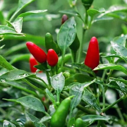 Birds Eye Chilli Seeds