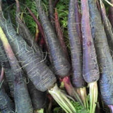 Black Carrot Seeds — Non-GMO, Aromatic seed pack | Native Indian Organics