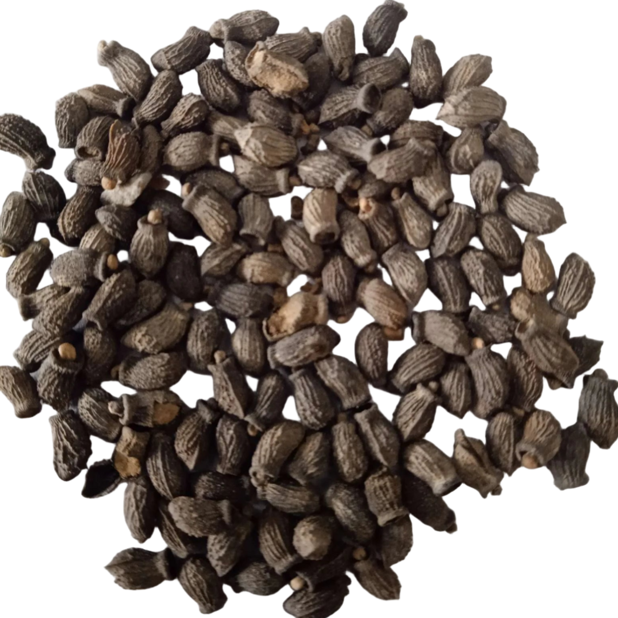Borage seeds — Fresh and Organic Seeds | Native Indian Organics 