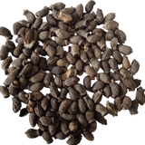Borage seeds — Fresh and Organic Seeds | Native Indian Organics 