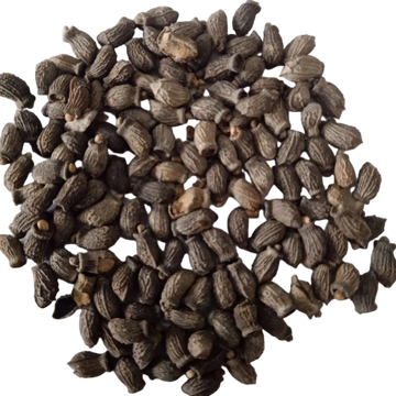 Borage seeds — Fresh and Organic Seeds | Native Indian Organics