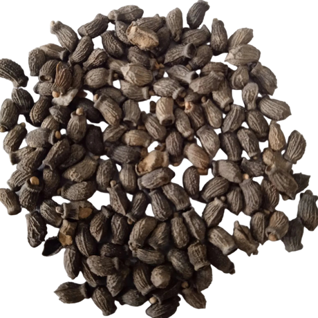 Borage seeds — Fresh and Organic Seeds | Native Indian Organics 