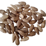 Bottle Gourd (Round) seeds — Fresh and Organic Seeds | Native Indian Organics