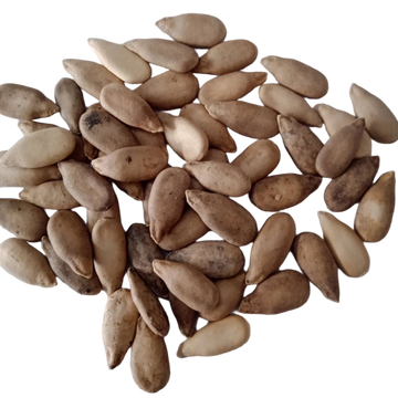 Bottle Gourd (Round) seeds — Fresh and Organic Seeds | Native Indian Organics