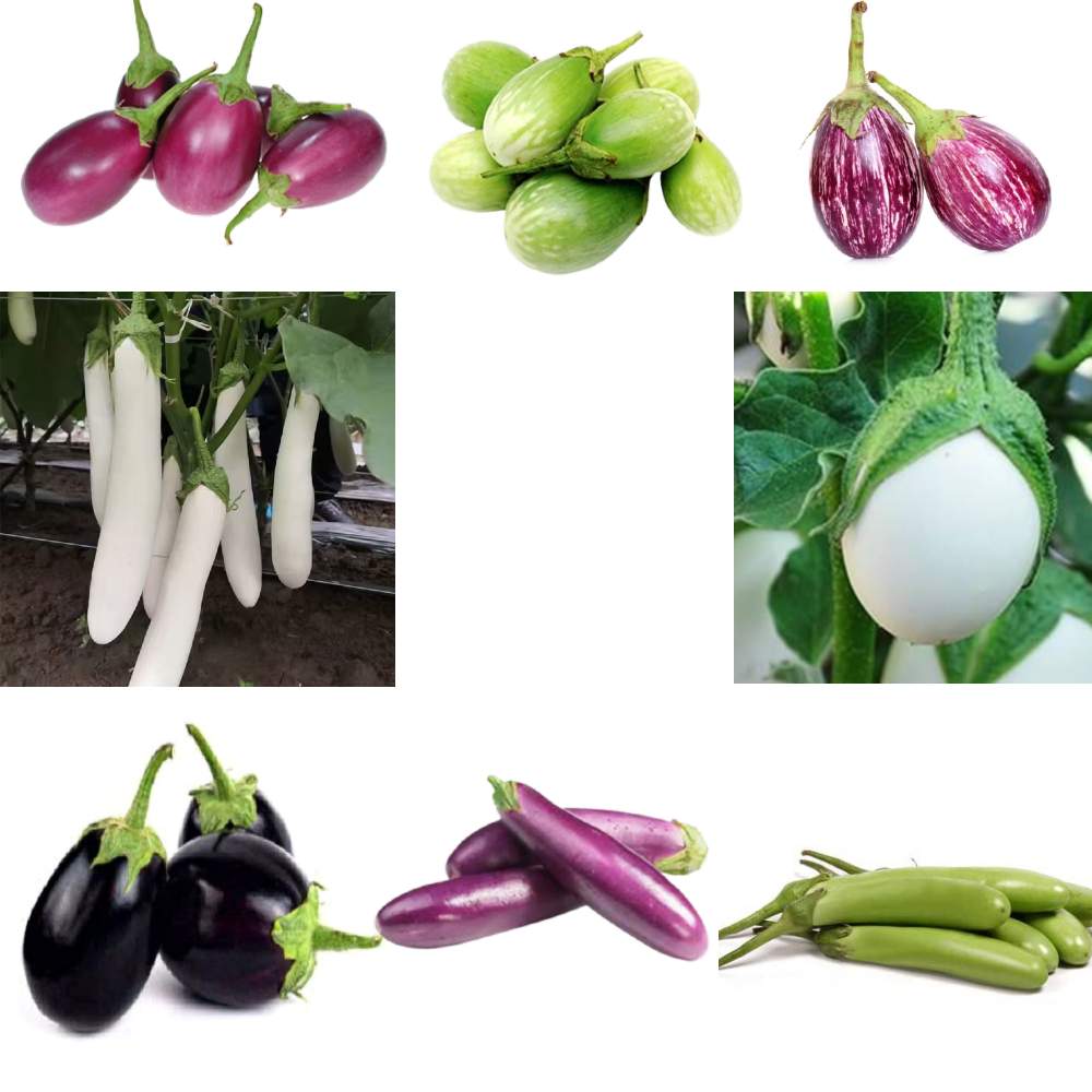 Brinjal Seeds Combo Pack of 8