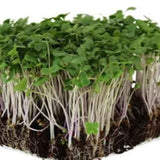 Broccoli Microgreen Seeds 50g — Nutrient-dense, Organic seed pack | Native Indian Organics