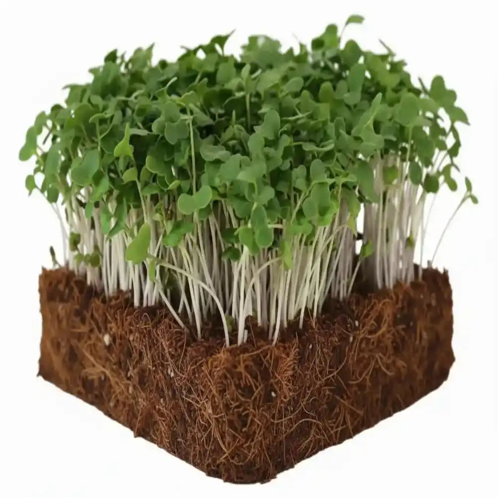 broccoli microgreen seeds sprouts