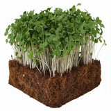 broccoli microgreen seeds sprouts