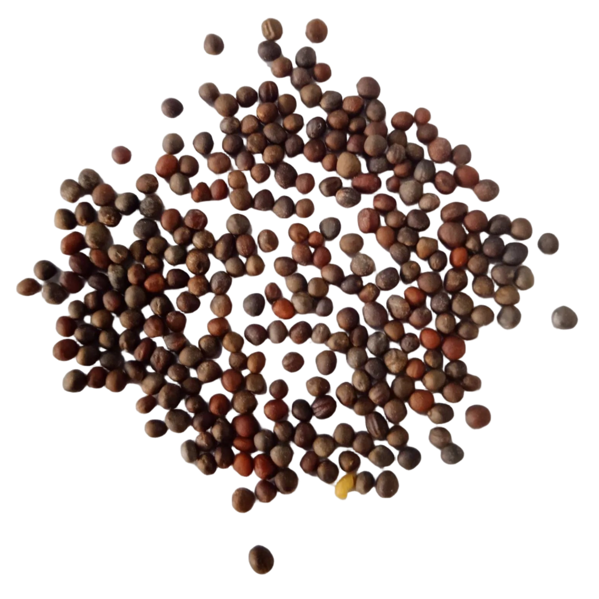 Broccoli seeds — Organic, Nutrient Rich Seeds | Native Indian Organics