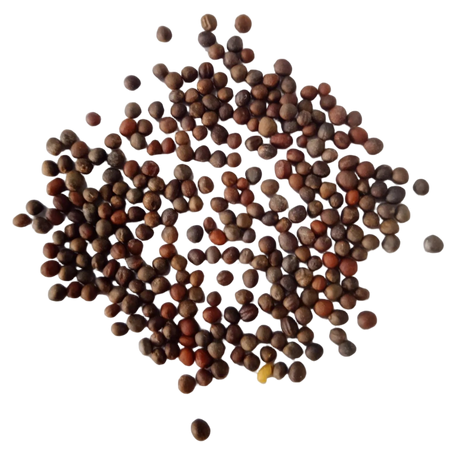 Broccoli seeds — Organic, Nutrient Rich Seeds | Native Indian Organics