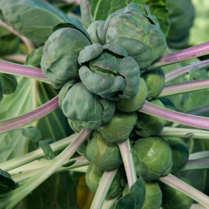 Brussels sprout Seeds — Heirloom, Non-GMO seed pack | Native Indian Organics