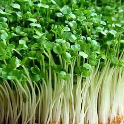 Cabbage Microgreens seeds 50g — Nutrient-dense, Organic seed pack | Native Indian Organics