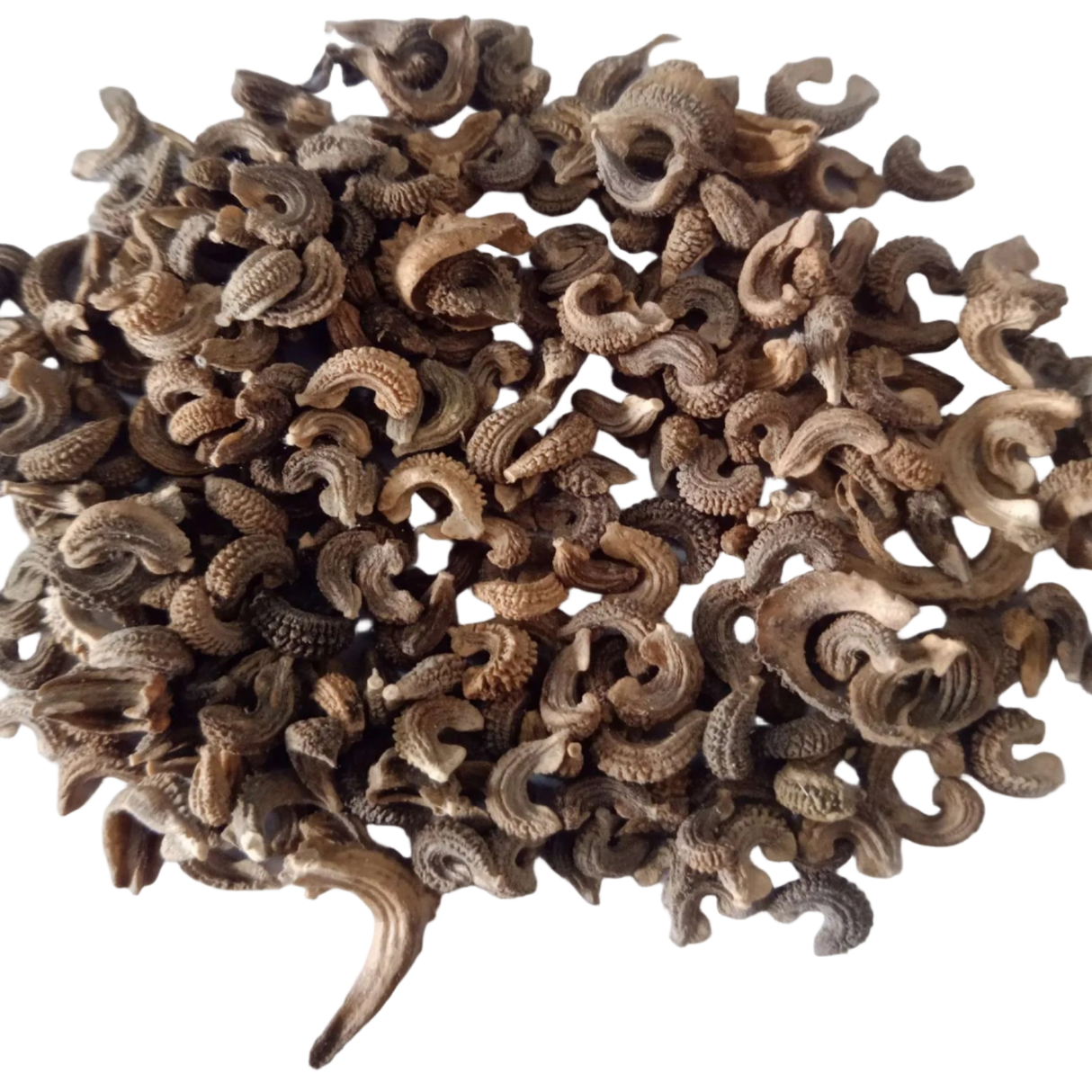 Calendula double fiesta gitana mix — Organic and High Germination Seeds | Native Indian Organics