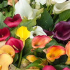 Calla Lily Flower Bulbs Pack of 2