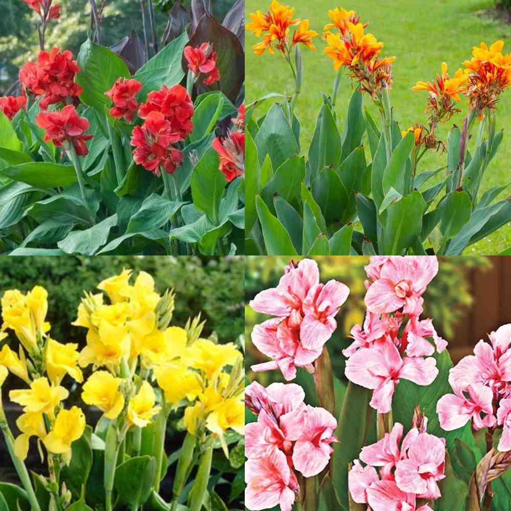 Canna Lily Flower Bulbs Pack of 2