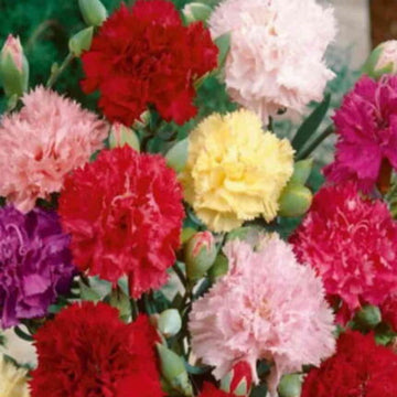 Carnation Mix Seeds — Non-GMO, Aromatic seed pack | Native Indian Organics
