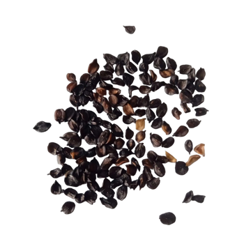 Carnation Mix Seeds — Organic and Fresh seeds | Native Indian Organics