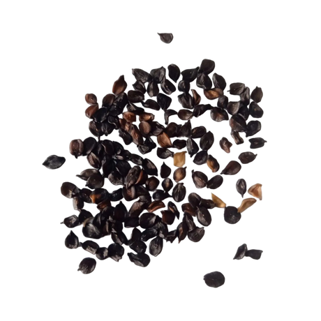 Carnation Mix Seeds — Organic and Fresh seeds | Native Indian Organics