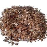 Casuarina Tree Seeds — High germination, Organic Seeds pack | Native Indian Organics