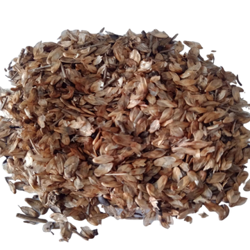 Casuarina Tree Seeds — High germination, Organic Seeds pack | Native Indian Organics