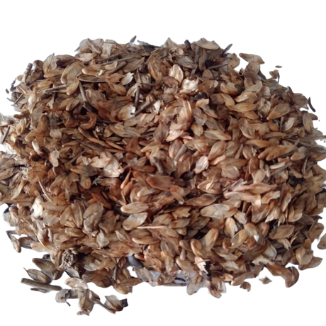 Casuarina Tree Seeds — High germination, Organic Seeds pack | Native Indian Organics