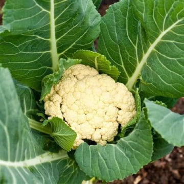 Cauliflower Seeds — Durable, Premium quality | Native Indian Organics