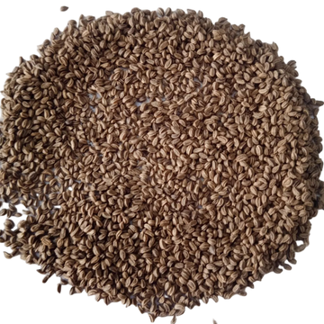 Celery seeds — Non - GMO , Heirloom Seeds | Native Indian Organics