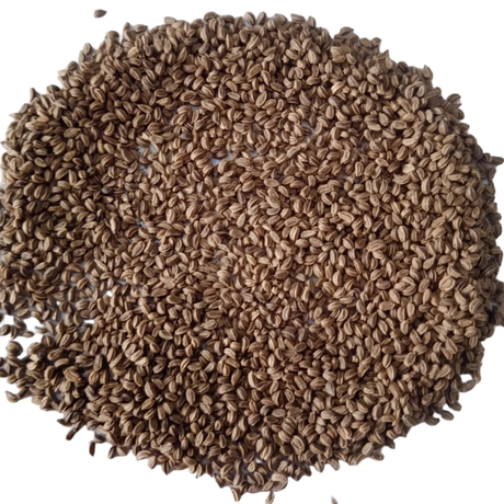 Celery seeds — Non - GMO , Heirloom Seeds | Native Indian Organics