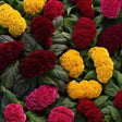 Celosia Dwarf Cockscomb Mixed — Nutrient-dense, Organic seed pack | Native Indian Organics