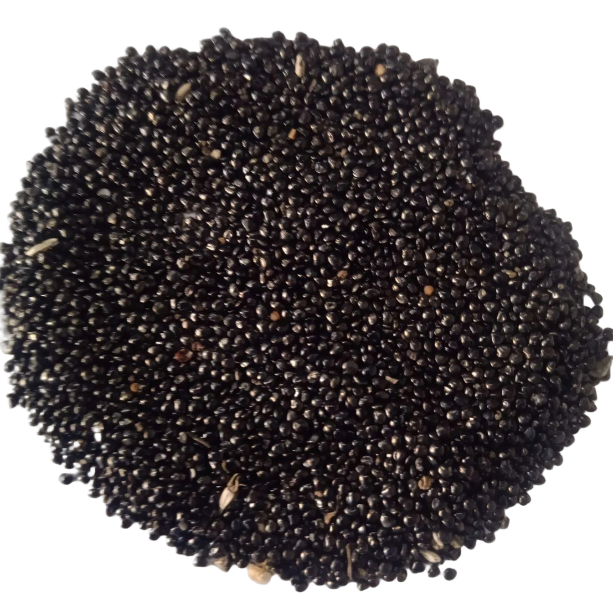 Celosia Dwarf Cockscomb Mixed — Fresh and Chemical Free Seeds | Native Indian Organics