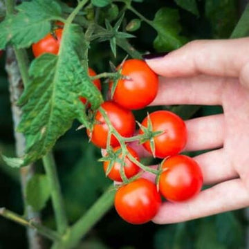 Cherry Tomato Seeds For Home Gardening — Durable, Premium quality | Native Indian Organics