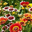 Chrysanthemum Carinatum Flower seeds Mix — Non-GMO, Aromatic seed pack | Native Indian Organics