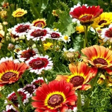 Chrysanthemum Carinatum Flower seeds Mix — Non-GMO, Aromatic seed pack | Native Indian Organics