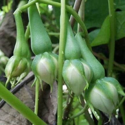 Clove beans seeds