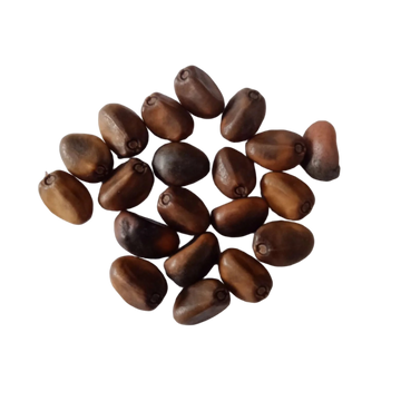 Clove beans seeds - Best Quality Seeds , Native Vegetable Seeds |  Native Indian Organics