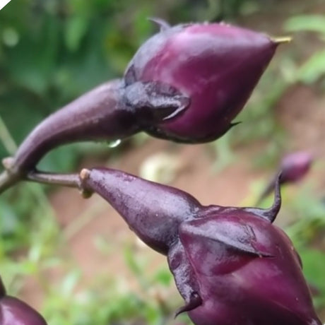 Close-up of purple clove beans buds with a blurred green background