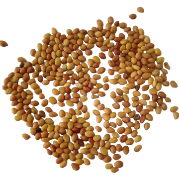 Clover Microgreen seeds 50g - Organic and Aromatic seed pack | Native Indian Organics