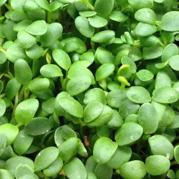 Clover Microgreen seeds 50g — Nutritious, Heirloom seed pack | Native Indian Organics